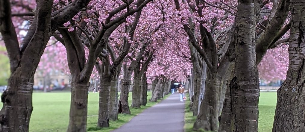 Edinburgh spring cherry blossom